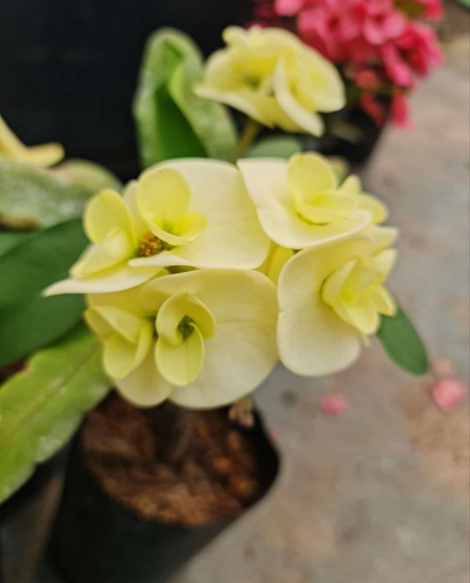 ♠️♡مهاب♡♠️ tweet media