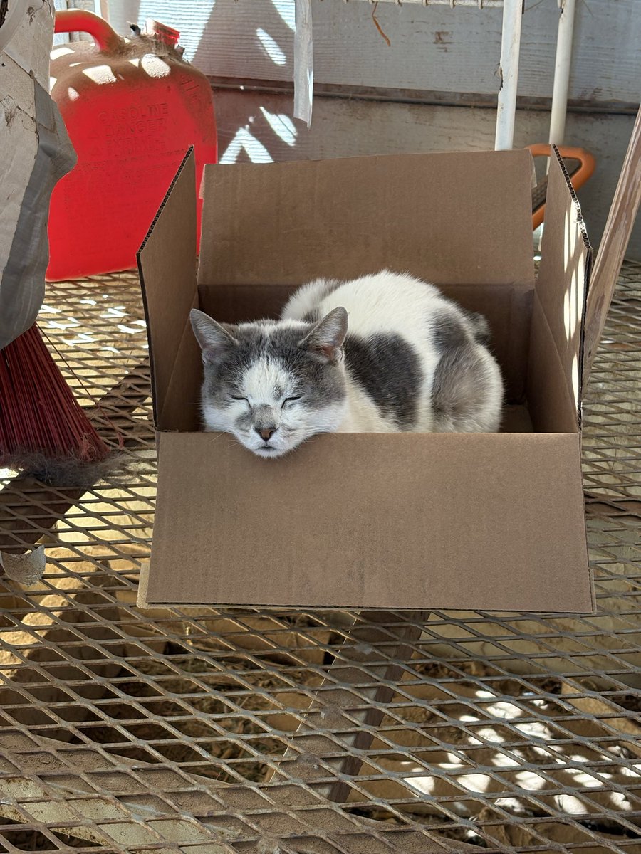 Sae 🌌 tweet media