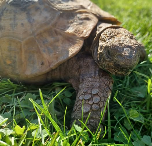 AlbertTortoise's tweet image. Not sure what happened. This is #ALBERTthetortoise reporting #hot yesterday. This morning grey, warm. This afternoon chilly, rainy.  But biggest #feed since waking after a lot of storming round the #garden. Hope the week closes well. #TakeCare AlbertTortoise.com
#tortoise