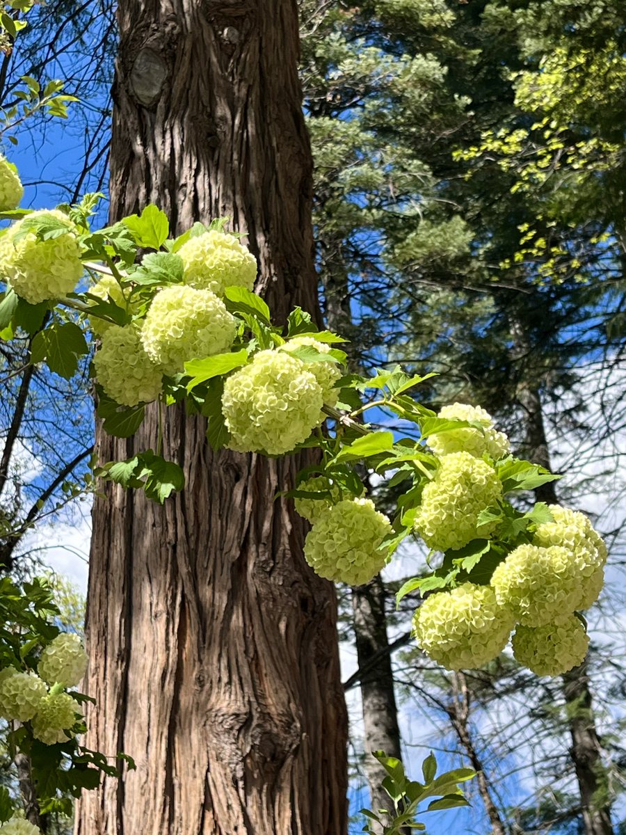 caputmundiHeidi's tweet image. My Snowball Hydrangea is blooming like crazy… 
Just in time to be beaten down by thunderstorms ⛈️ 

Sierra Nevada

#California 💛