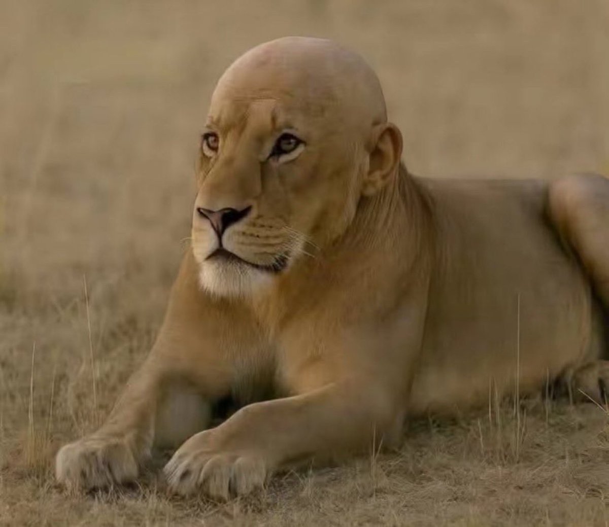 بدرانَ tweet media