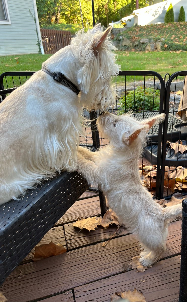 Wooster’s World (& Bertie too!) tweet media