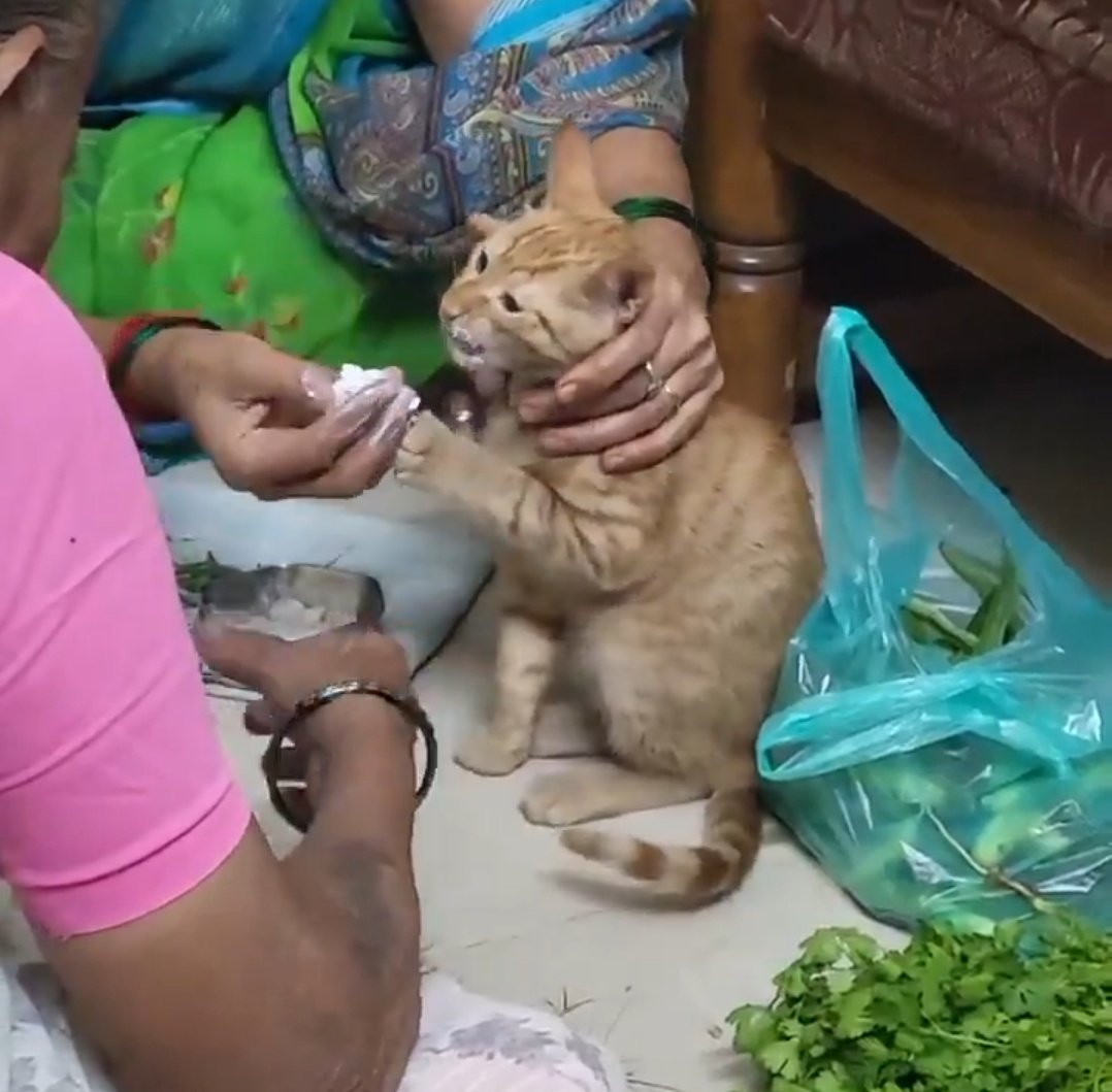 Champaran Wala tweet media