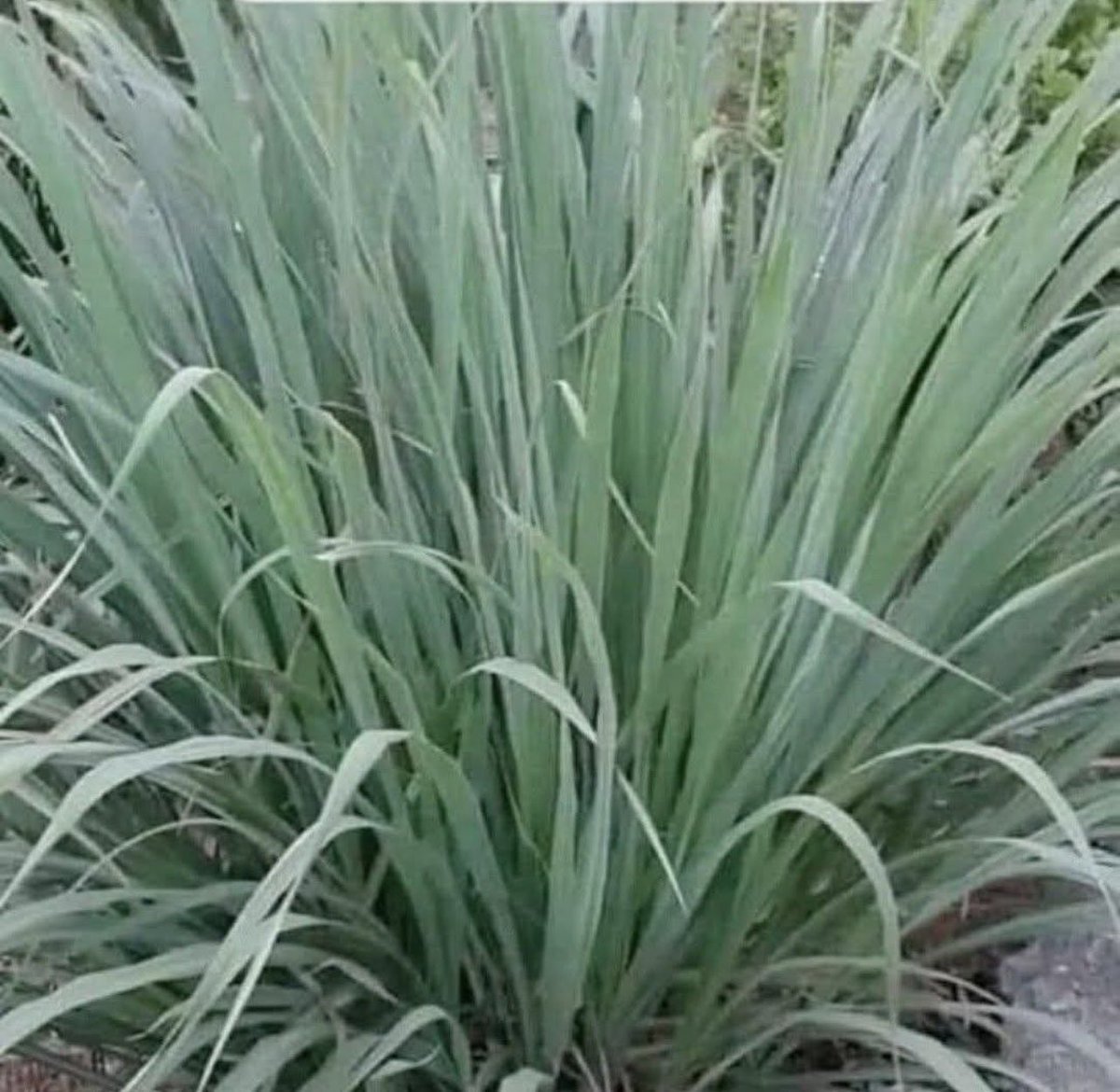 Eliane Dalla Valle tweet media