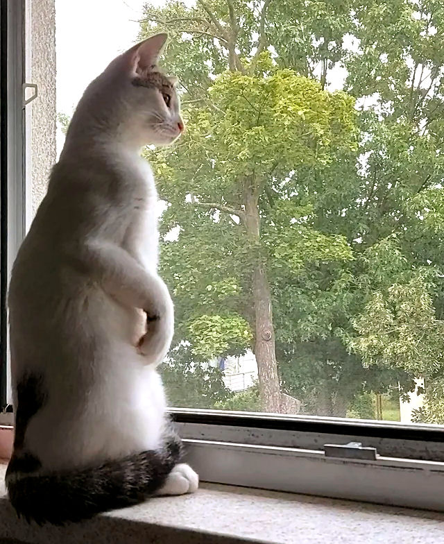 DancingMonkey tweet media