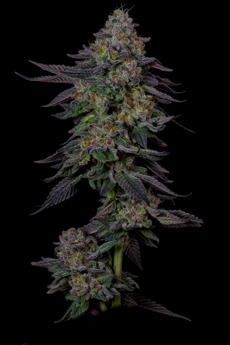 High Times tweet media