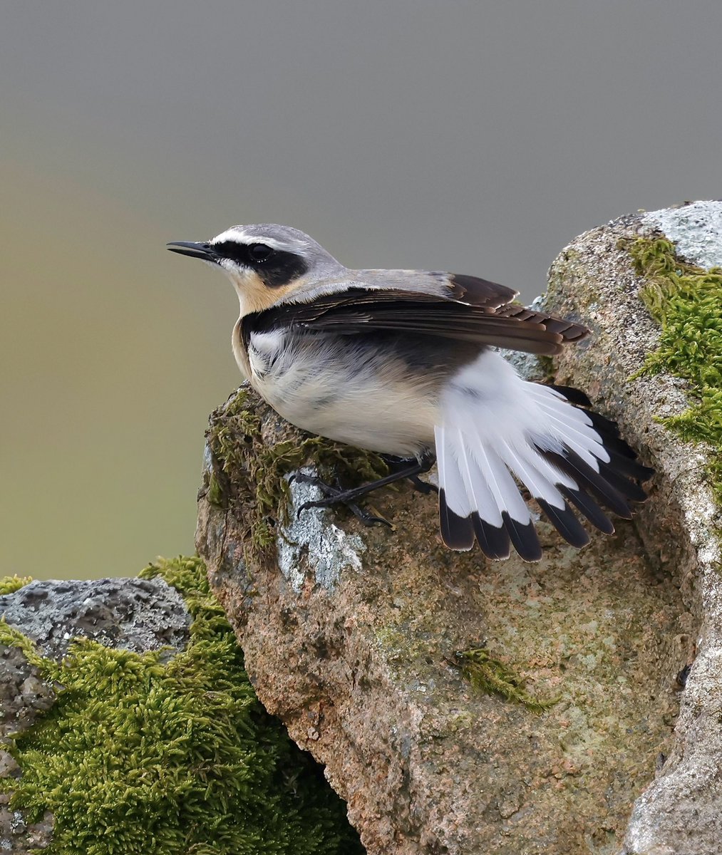 stevesando1's tweet image. Displaying male Northern wheatear on Bodmin moor today. 
#birds #birding #wildlifephotography