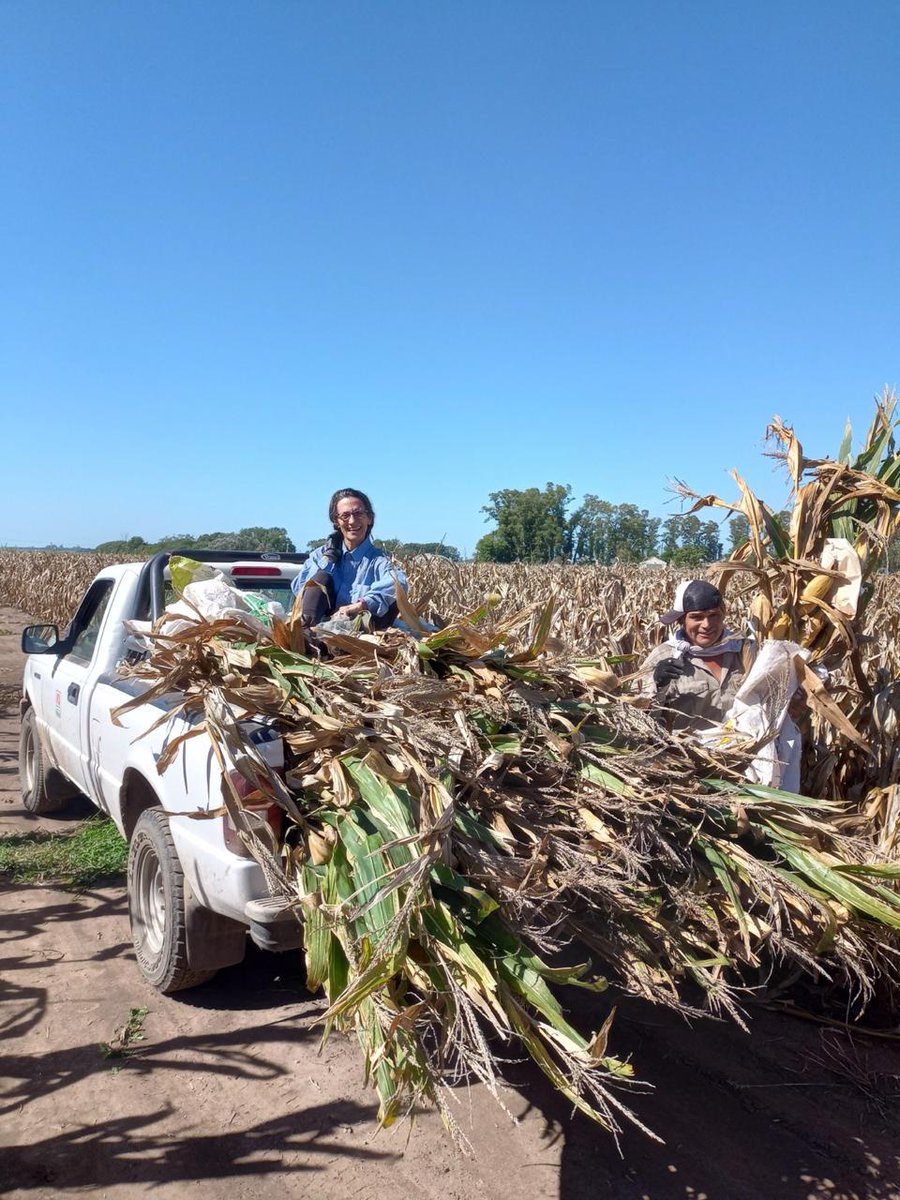 Grupo Ecofisiología Pergamino tweet media
