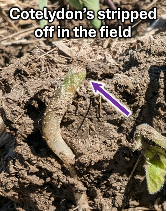 Joshua Nasielski tweet media