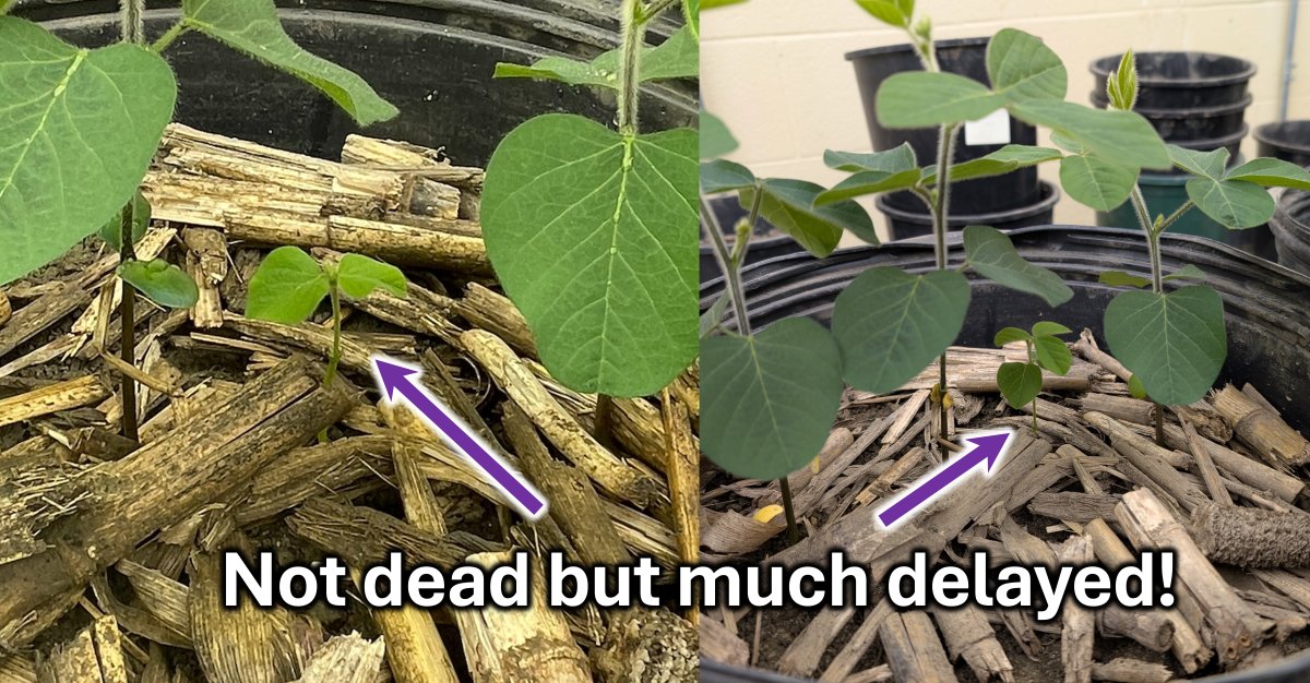 Joshua Nasielski tweet media