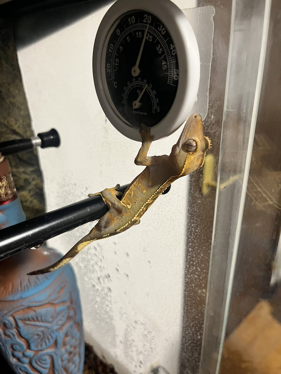 こすけ tweet media