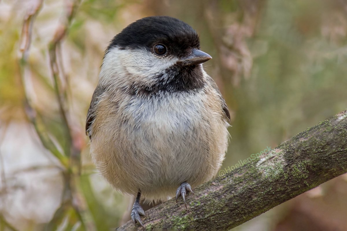 наде́жда 🐦⬛п и ч у ж к а tweet media