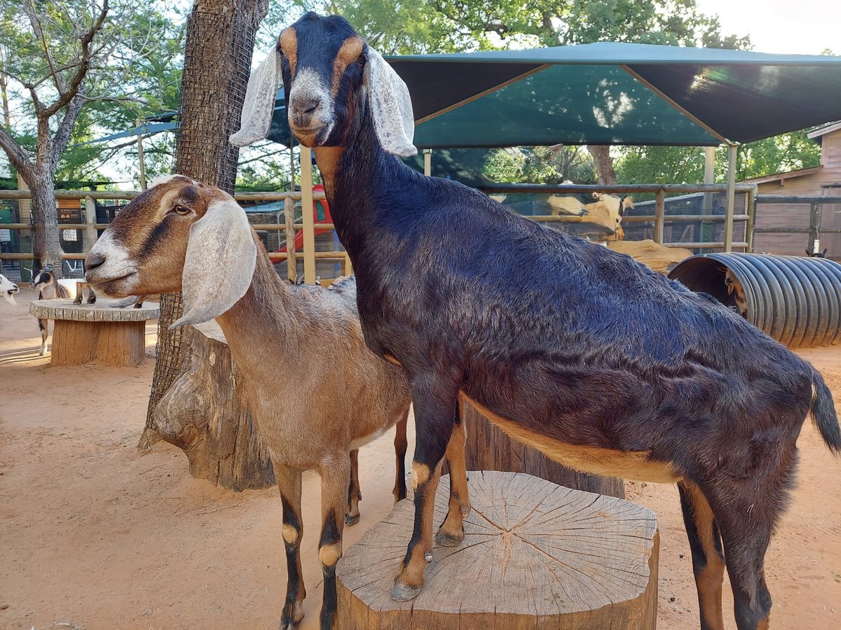 Houston Zoo tweet media