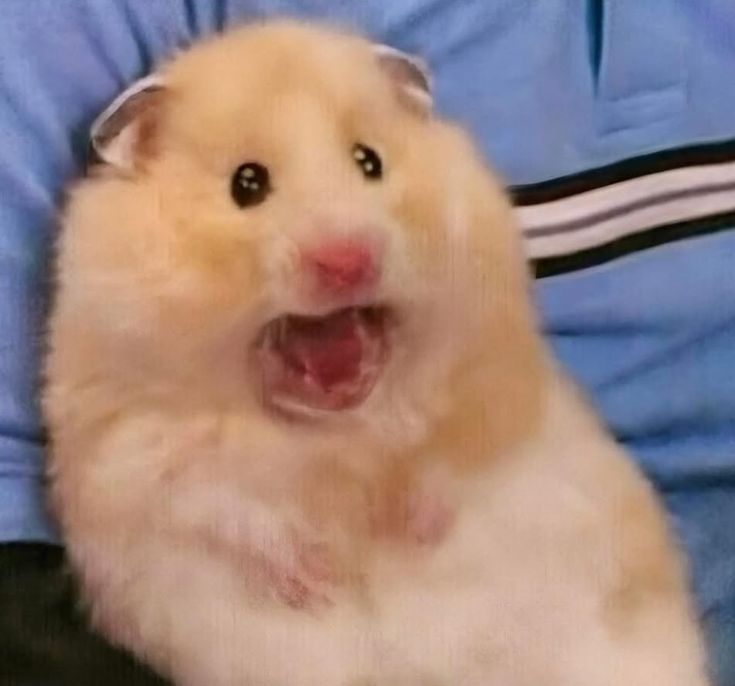 hamjin bot tweet media