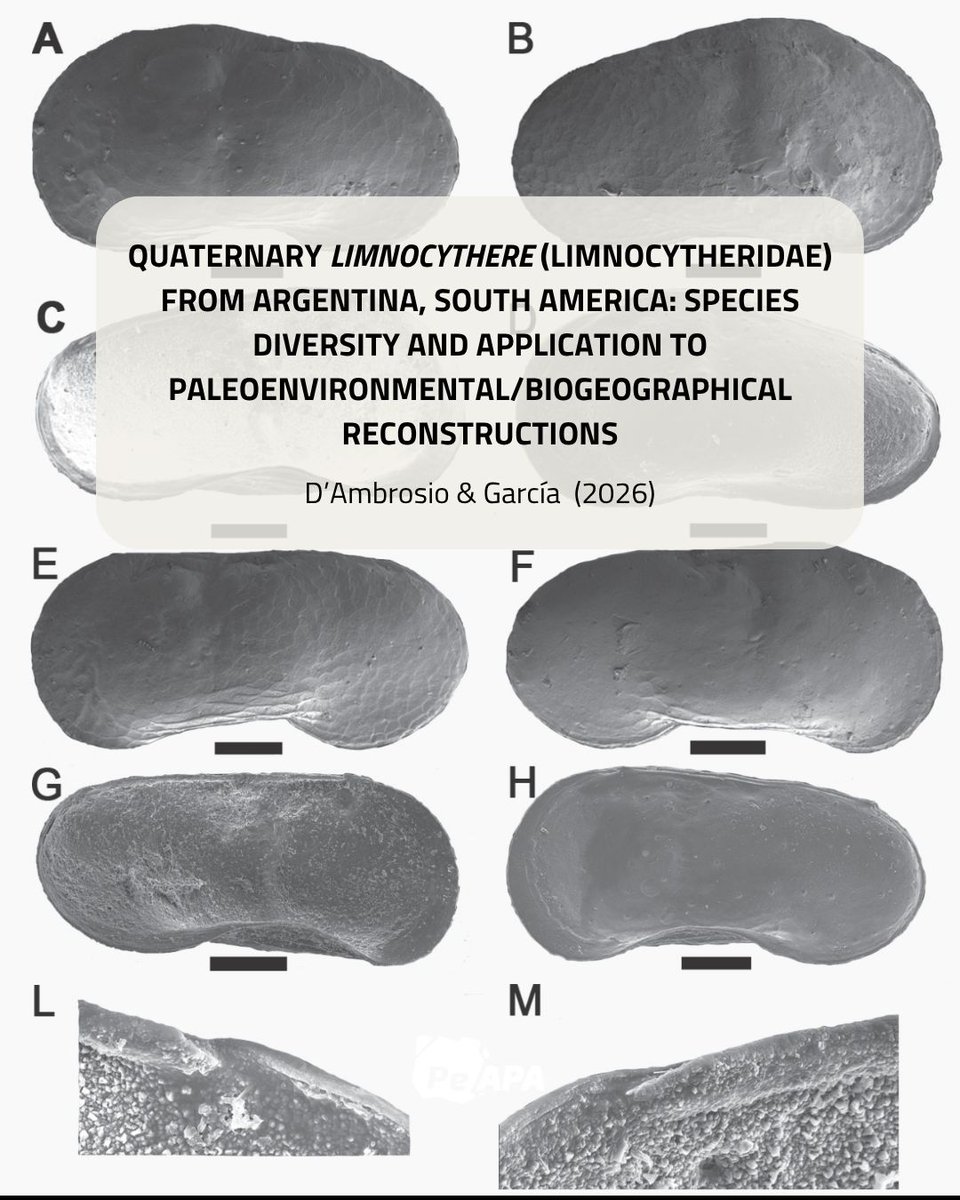 PE-APA Journal (Open Access) tweet media
