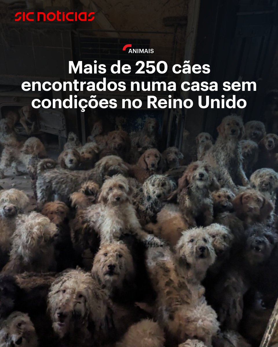 SICNoticias's tweet image. Mais de 250 cães da raça poodle mestiço foram resgatados de uma casa sem condições no Reino Unido. O proprietário da habitação confessou que perdeu o controlo da criação da cães.

Saiba mais em: bit.ly/4mmkrG7

#animais #reinounido #mundo #internacional #news
