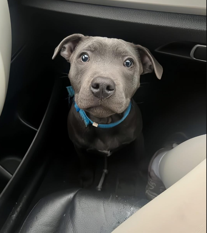 Tweets of Dogs tweet media