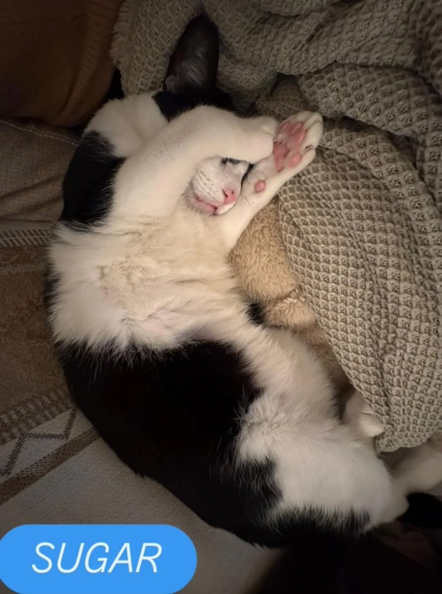 Llega un bebé y 💔
YA NO LO QUIEREN

Necesita ❤️
un HOGAR definitivo
#Toledo 
#Madrid 
     ❤️ADOPTAS?❤️  🥹