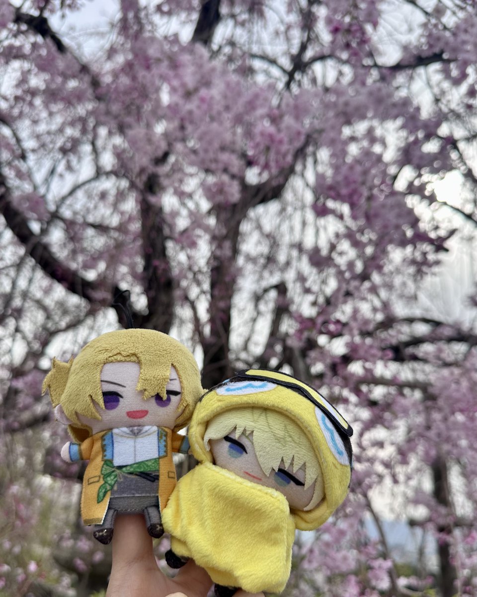 sonnykaneshiro's tweet image. japan dump 🌸 

#lucakaneshiro #sonnybrisko