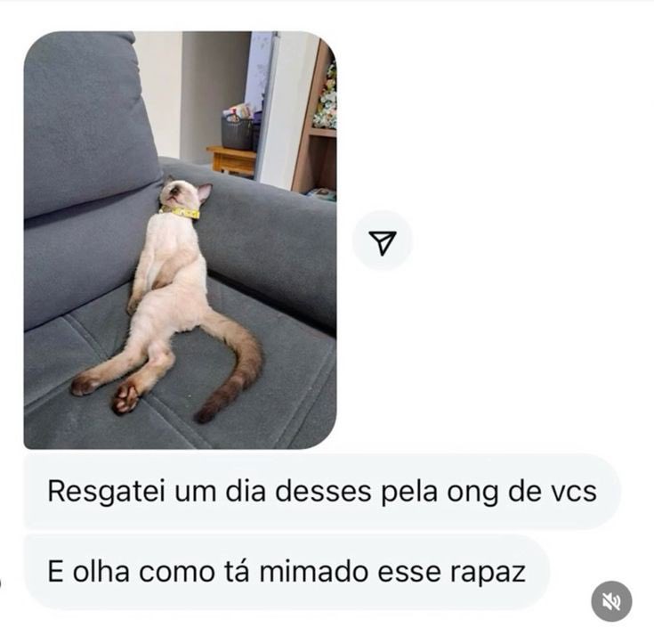 Miauravilhas tweet media