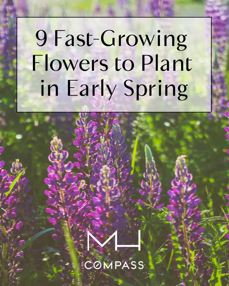 bhamwashrealtor's tweet image. 9 Fast-Growing Flowers to Plant in Early Spring

Zinnia
Globe Amaranth
Marigold
Sunflowers
Borage
Nasturtium
Cockscomb
Petunias
Spider Flower 

#MichelleHarrington #Compass #CompassBellingham #RealEstate