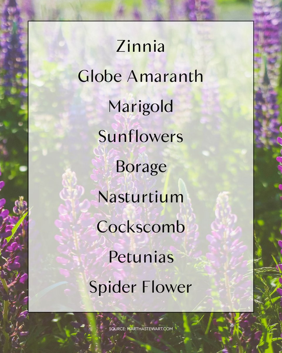 bhamwashrealtor's tweet image. 9 Fast-Growing Flowers to Plant in Early Spring

Zinnia
Globe Amaranth
Marigold
Sunflowers
Borage
Nasturtium
Cockscomb
Petunias
Spider Flower 

#MichelleHarrington #Compass #CompassBellingham #RealEstate