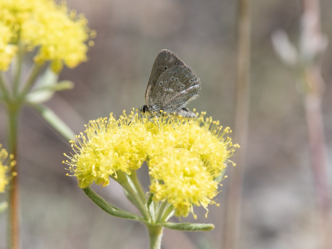 calgaryzoo's tweet photo. Today we’re fluttering over Waterton Lakes National Park, the home of the curiously isolated hairstreak. 🦋 Together with @ParksCanada, we are working to better understand the life history of this butterfly.
Learn more: @WilderInstitute.
#YourZooYYC #CanadianWildlifeWeek https://t.co/veB3fAEoei