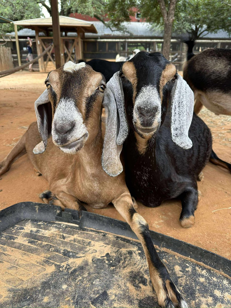 Houston Zoo tweet media