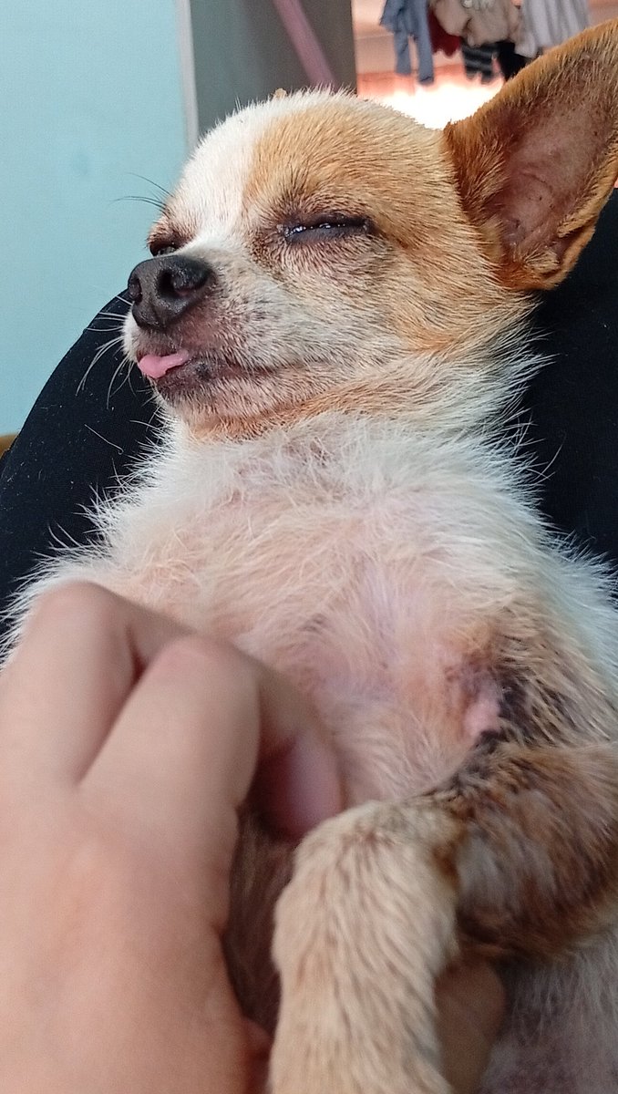 glaciar (ACGGOODS SHOP OPEN) tweet media