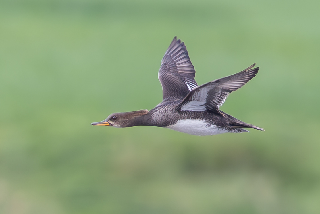 David Carr tweet media