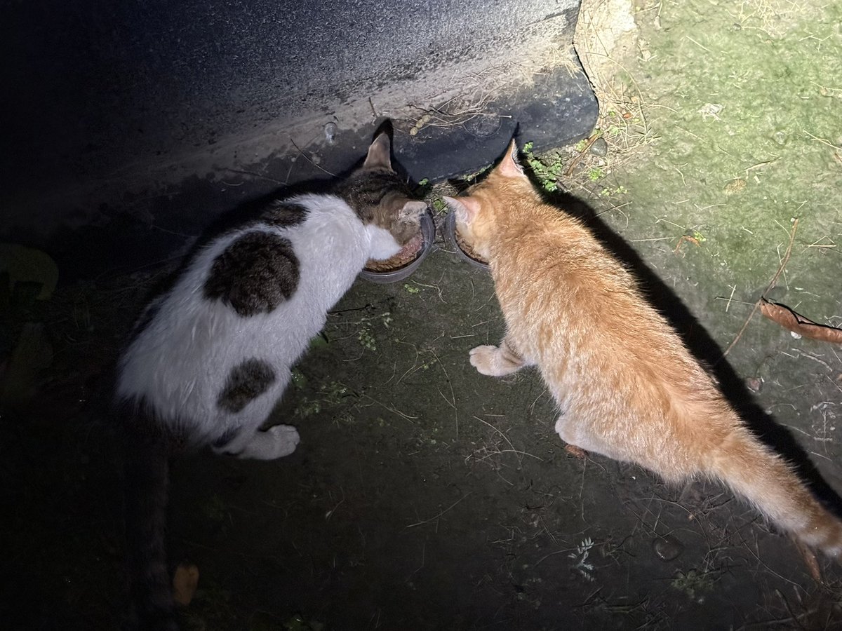 Boooo波妞! tweet media