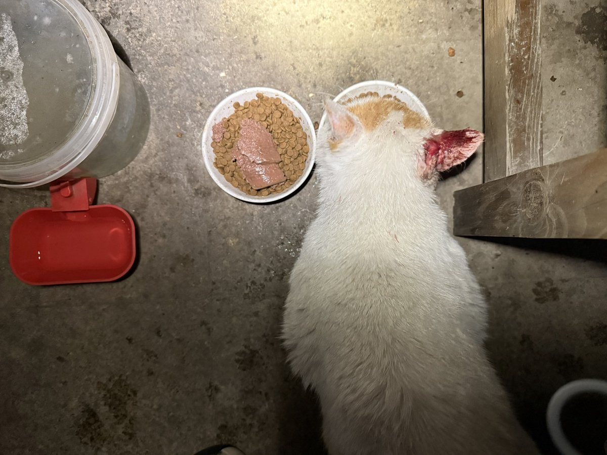 Boooo波妞! tweet media