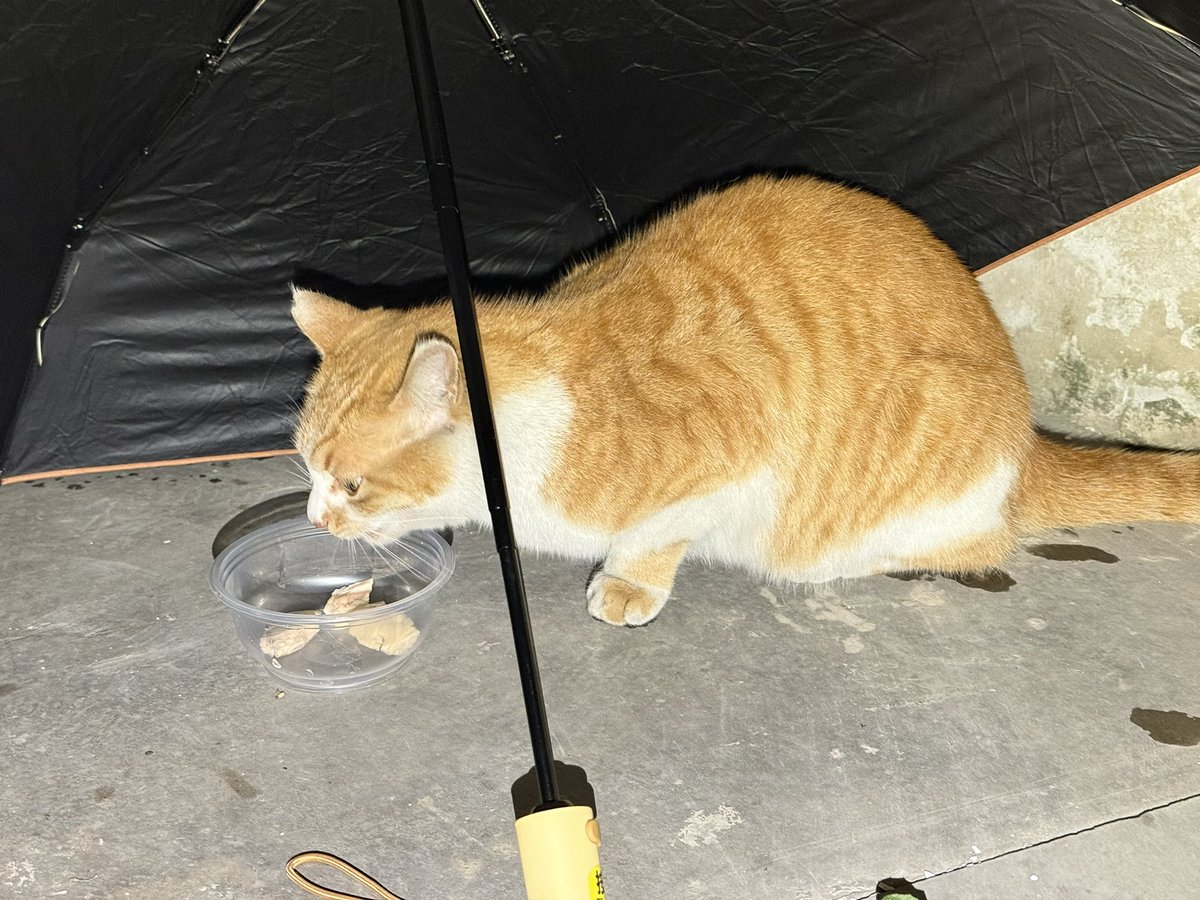 Boooo波妞! tweet media