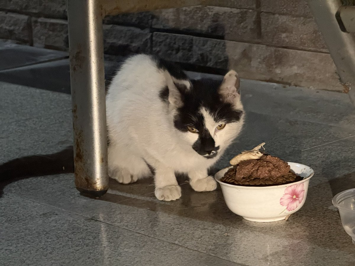 Boooo波妞! tweet media