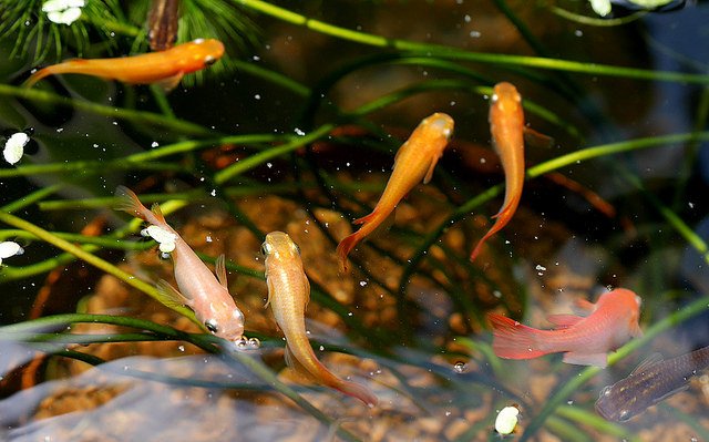 kamujp+(しばたん) tweet media