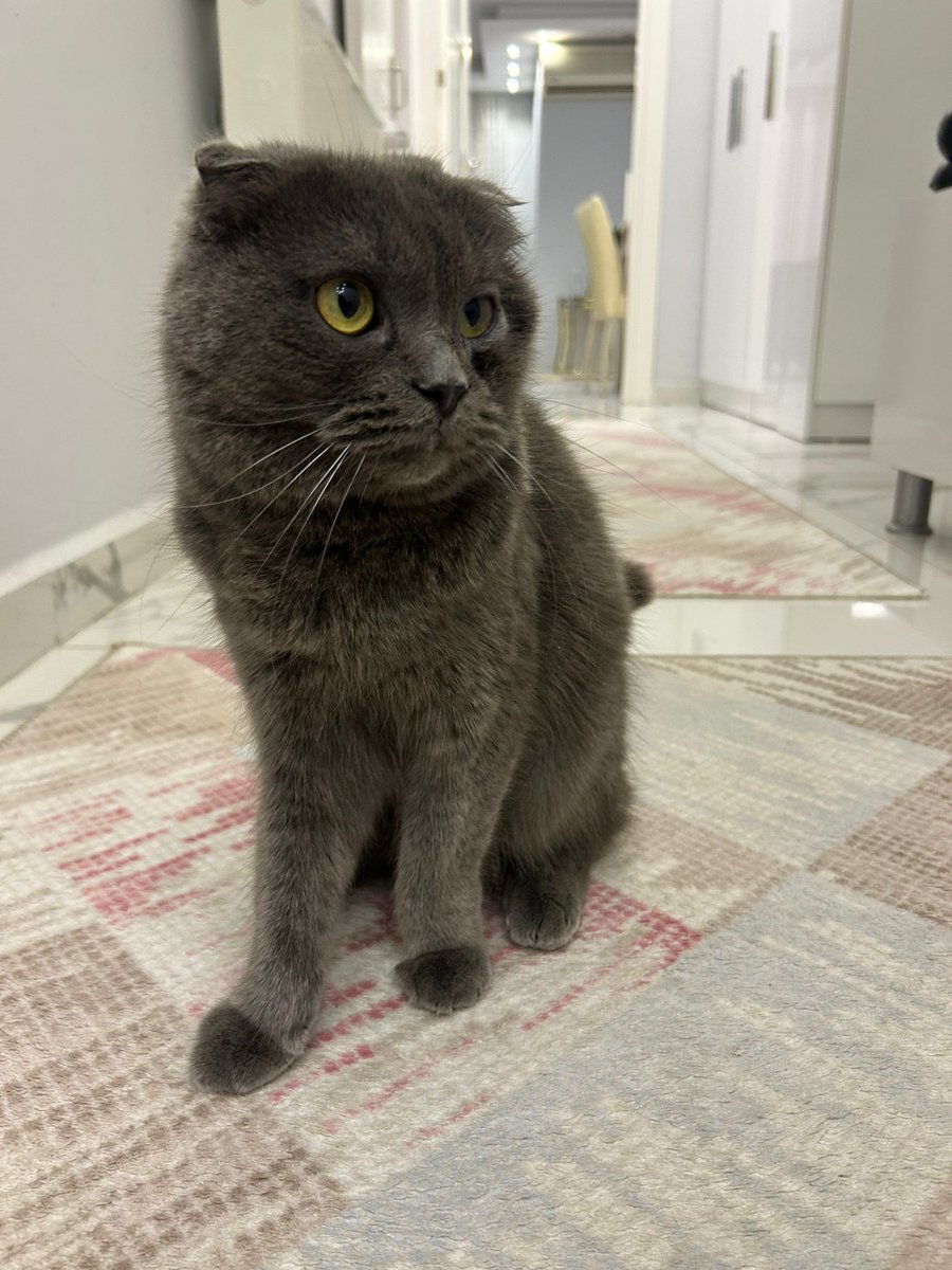 Normandiyalı Emma tweet media