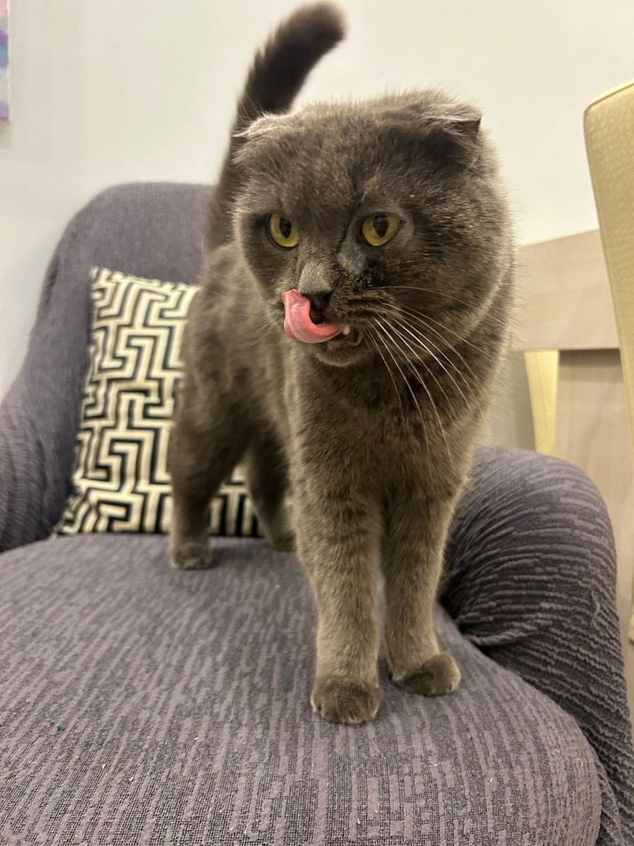 Normandiyalı Emma tweet media