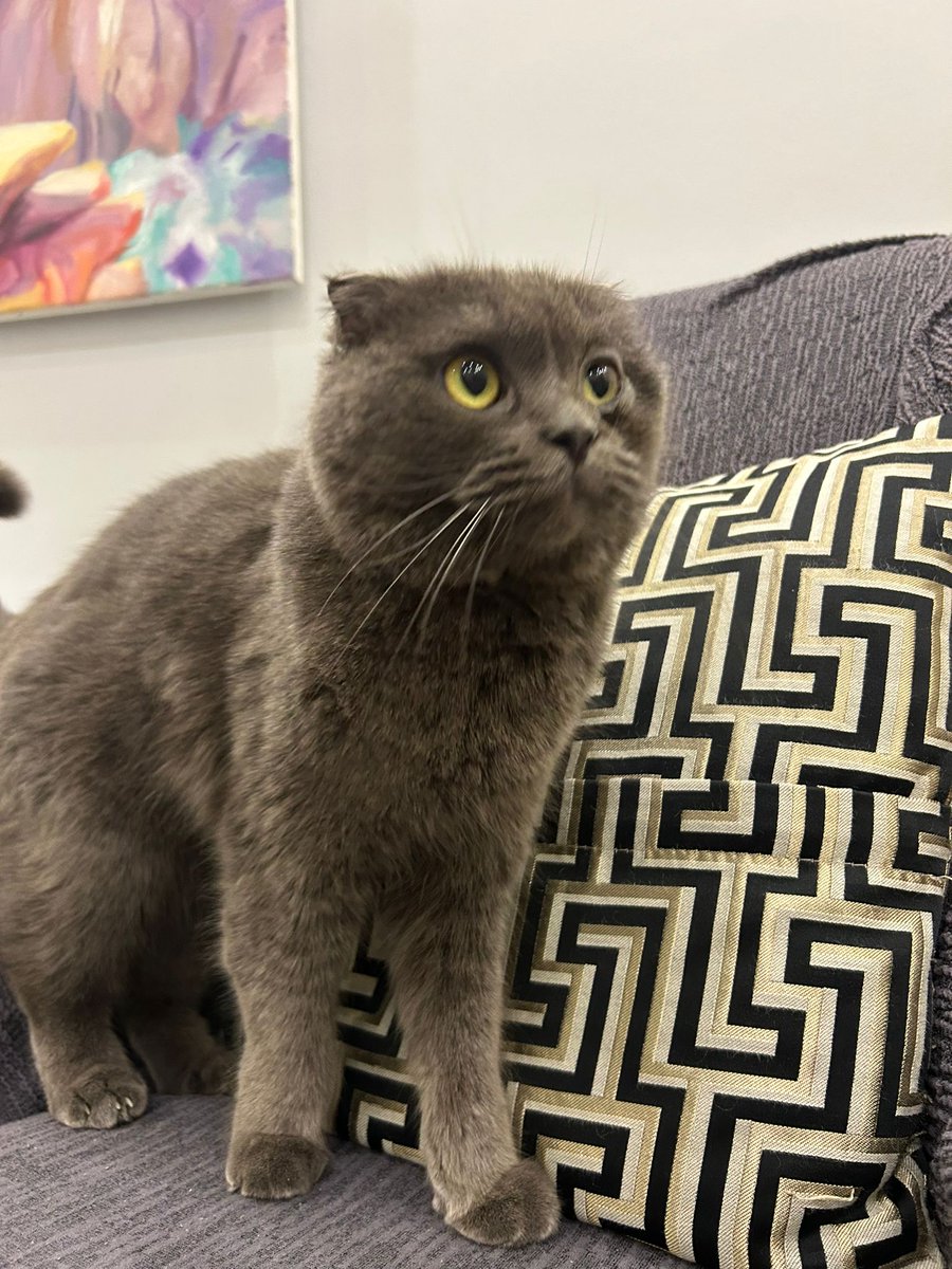 Normandiyalı Emma tweet media