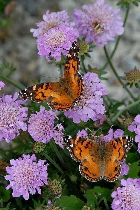Hakkın hatırı alidir, kalabalığın hatırı değil. Bir konuda kalabalık bir şeyler söylüyor olabilir, o geçerli olmaz. Doğrusu neyse onu söylemek lazım. 

#GörkemSevindik
Sane
Ak Parti'ye
NATO'nun Ankara Zamanı
İbrahim Tatlıses
#buakşam
Resmi Gazete'de
#GÖZvGS