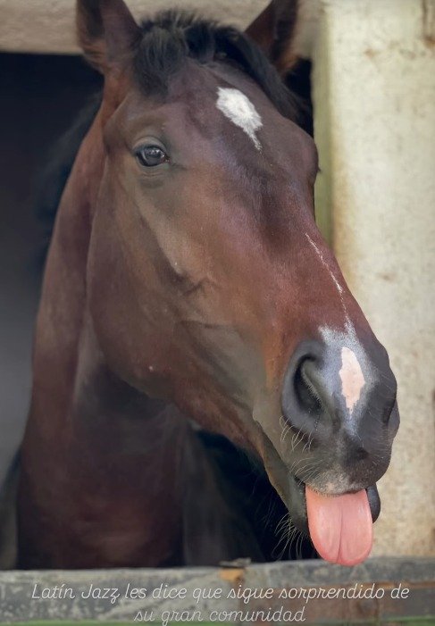 UmaTendencia's tweet photo. Check this thread out, we need YOUR help so the Major doesn't close the racecourse, we dont ask or need money, we need visibility. So help us spread awareness about the situation going on in Mendoza (and just basically most of the racecourses in argentina) https://t.co/v0Bpn3FAtE