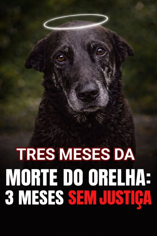 Simon Kane🇧🇷 tweet media