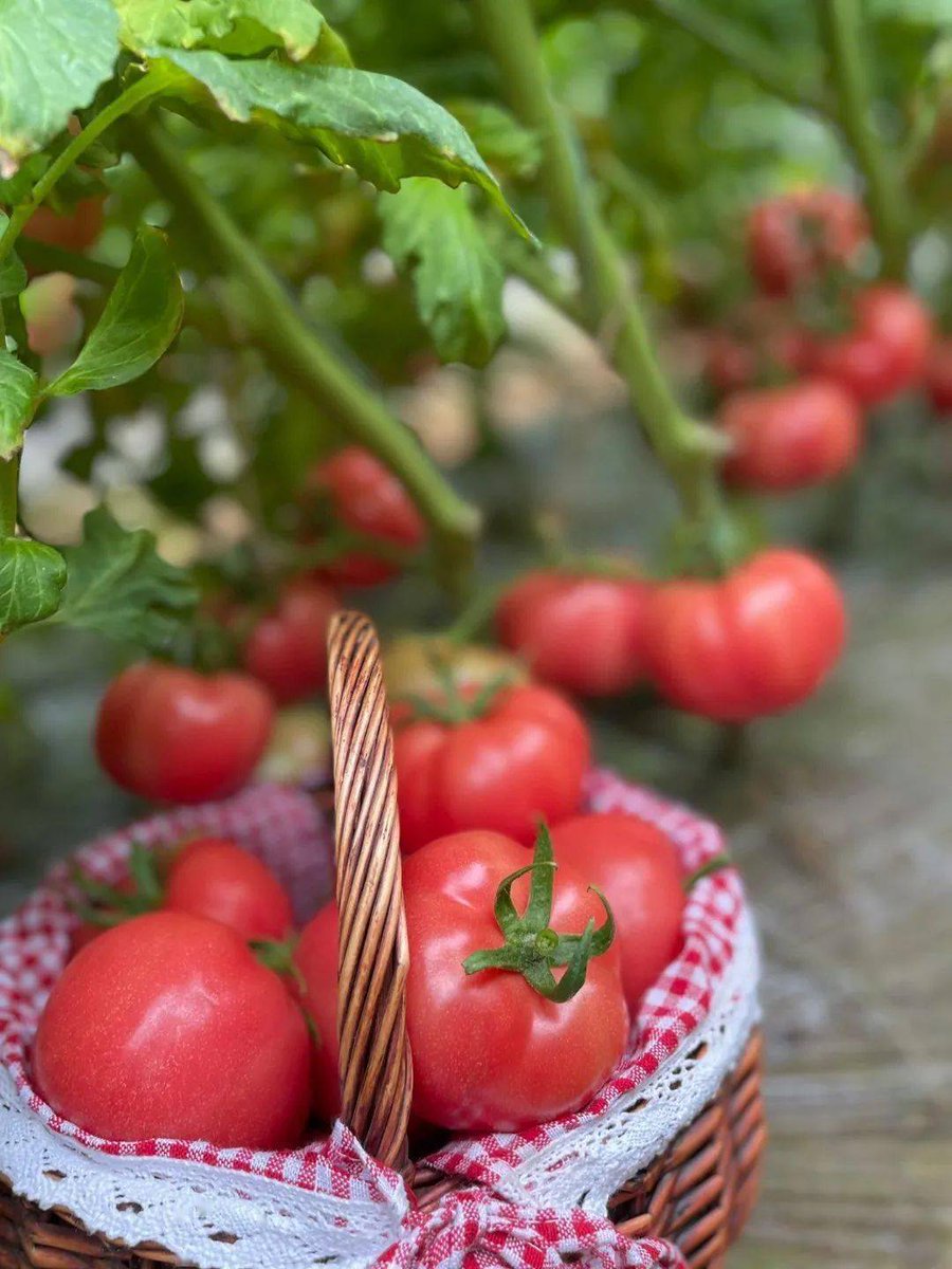 helianeamorwolfgram tweet media