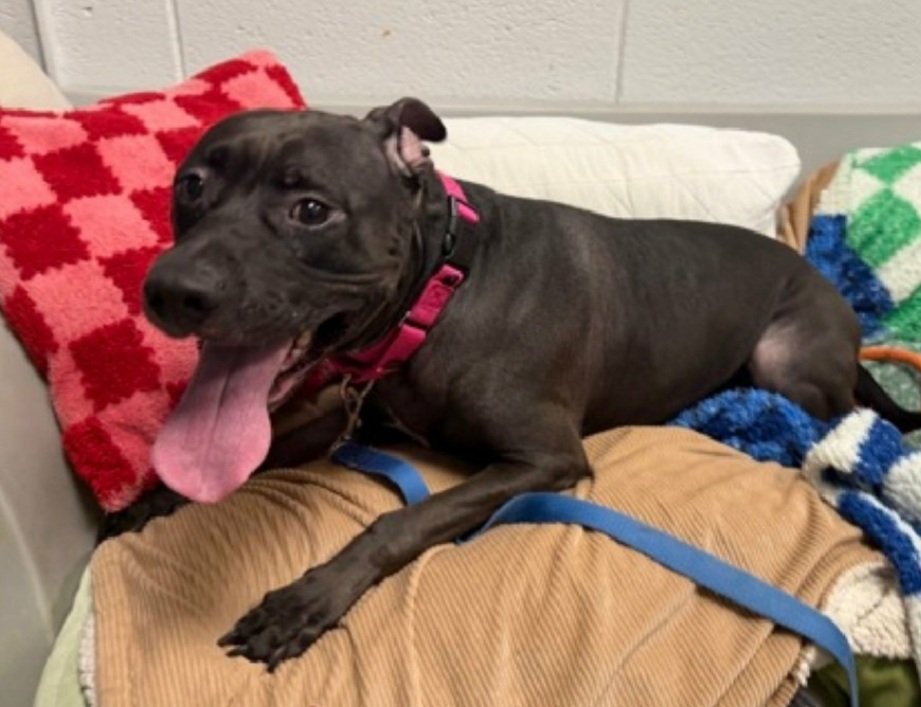 MorgFairsdogs's tweet image. Beauty's owner stopped communicating with #NYCACC 
She is getting one last chance to be adopted or rescued
She will be relisted TBK 4/11
Please help save her!
#Pledge4Rescue #foster #adopt
