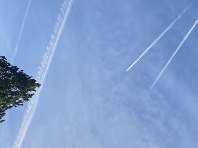 Michael, Leader of The Dog's Life tweet media