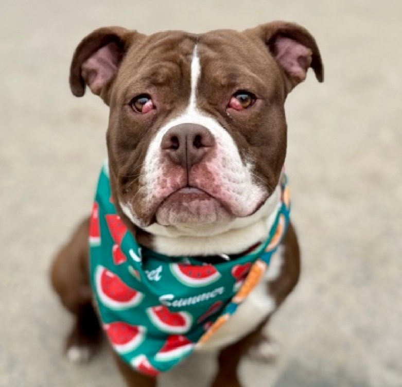MorgFairsdogs's tweet image. Ace 247493
Kill Command 
#NYCACC #RescueOnly 
He is a cute 2 yr old
Lived with teens in prev home
Has cherry eye, needs surgery 🚑
Social with staff outside of shelter 
Needs exp home as solo pet 
Help save Ace!
#Pledge4Rescue #foster #adopt
