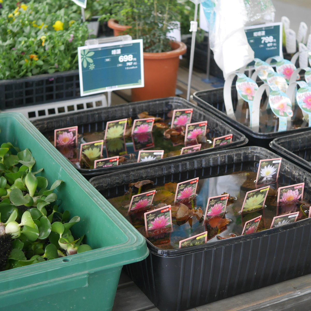 kamujp+(しばたん) tweet media