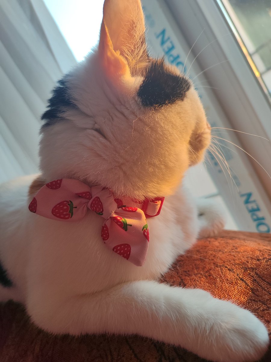 Ulu Kamgal Bado ve Tombi Bacı tweet media