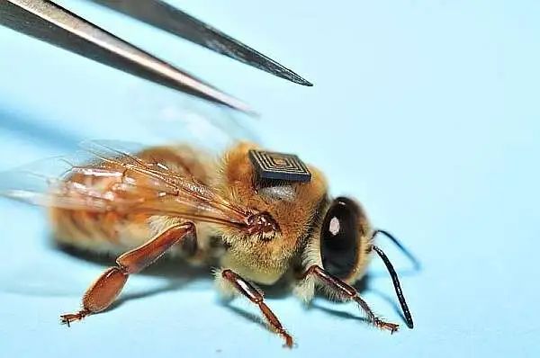 VantageID's tweet photo. Fun Fact Friday! 🧐

Did you know? 🤔 

The smallest RFID chip is the size of a grain of rice! 🍚 

Despite its minuscule size, it's used for huge tasks like tracking bees for ecological research and keeping tabs on valuable assets. 

Big things, tiny packages! 🐝

Are you using RFID in your workflow yet? Let’s talk about how 'tiny' can mean 'mighty' for your business. 🚀

#TinyTech #RFID #InventoryManagement #VantageID #Tracking #Warehouse