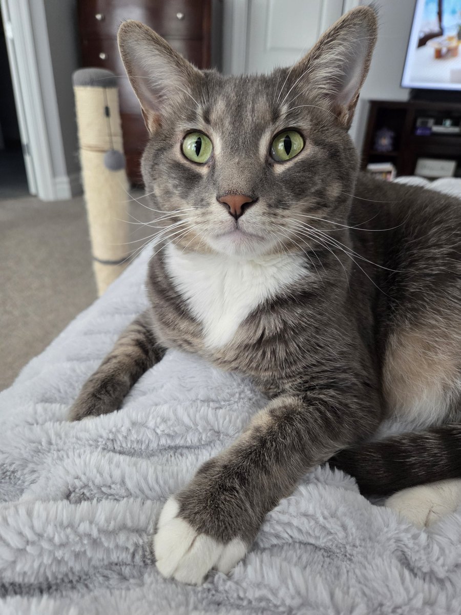 Jsolo777's tweet photo. Apparently dogs aren't the only ones that make "toliet paper art". How can you be mad at this face!? 😻😸 https://t.co/OMD9vYAl32