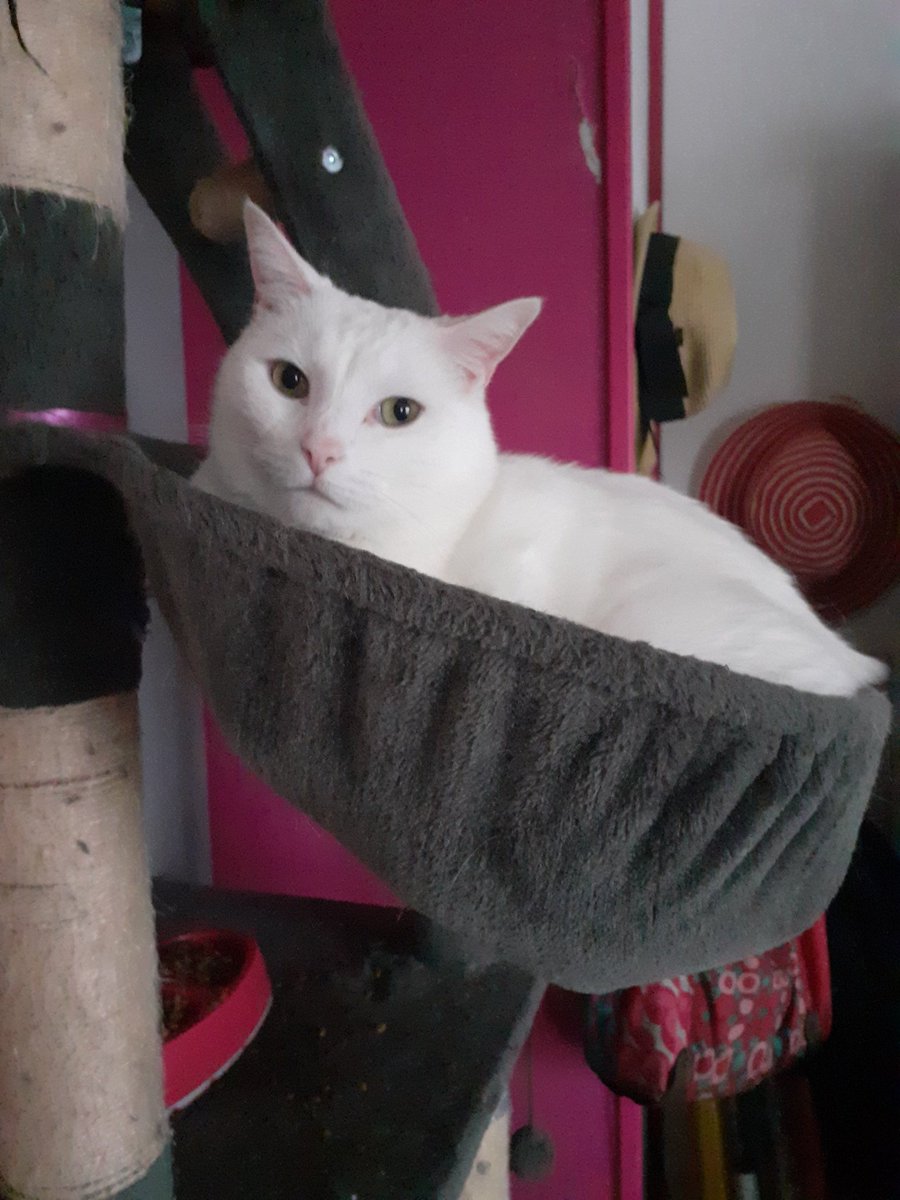 Daft ワラス tweet media